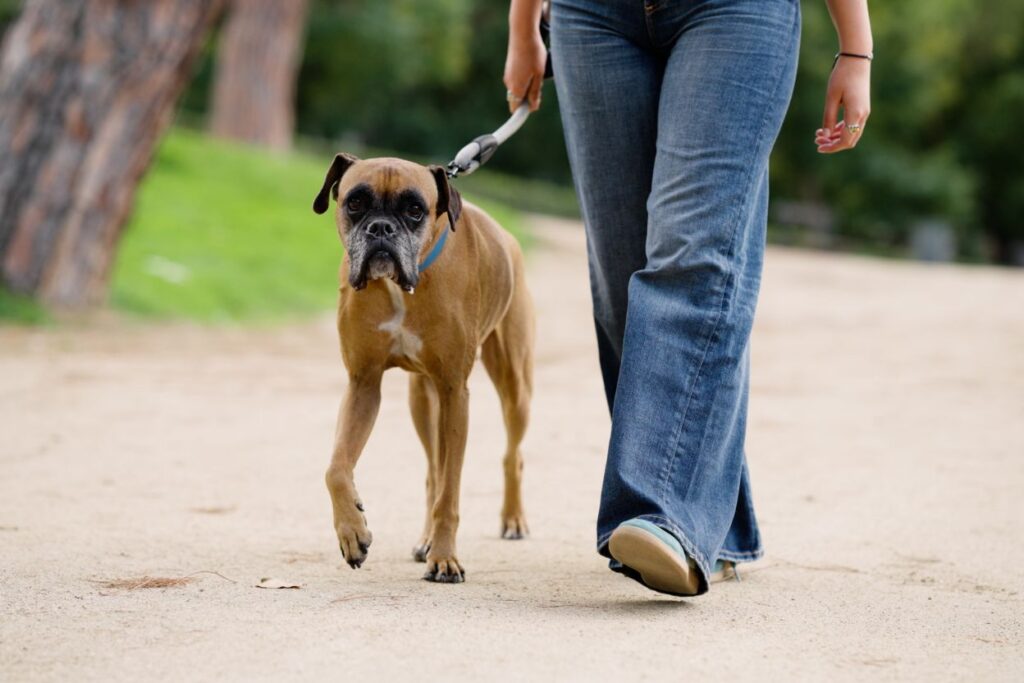 Hvorfor store raser trenger et godt hundebånd